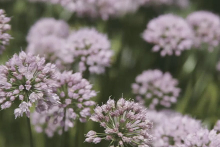 Jake and Jill Wedding